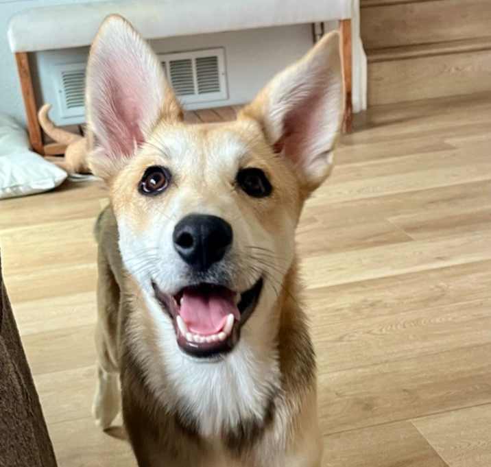Photo of Dasos
