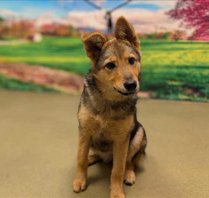Photo of URGENT! SHELTER IS FULL