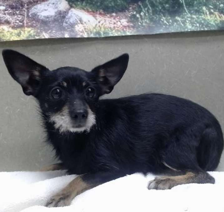 Photo of URGENT! SHELTER IS FULL