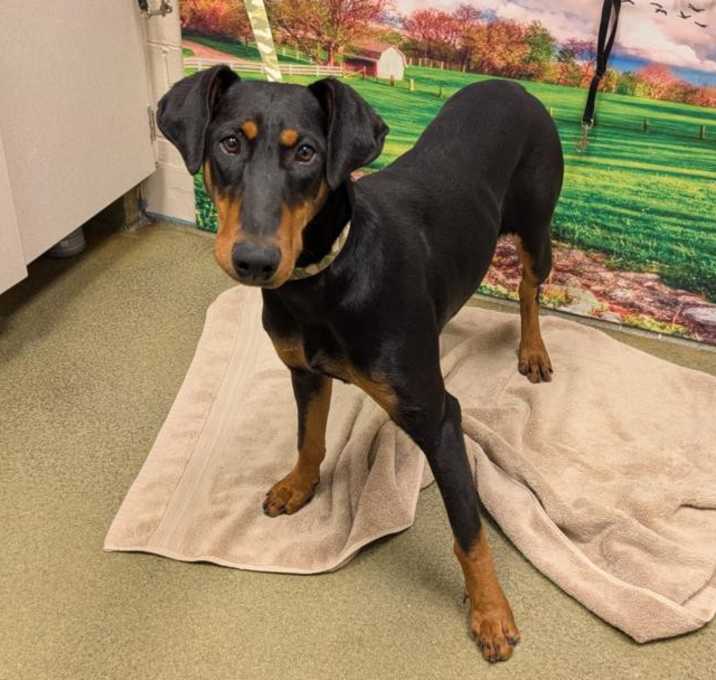 Photo of URGENT! SHELTER IS FULL