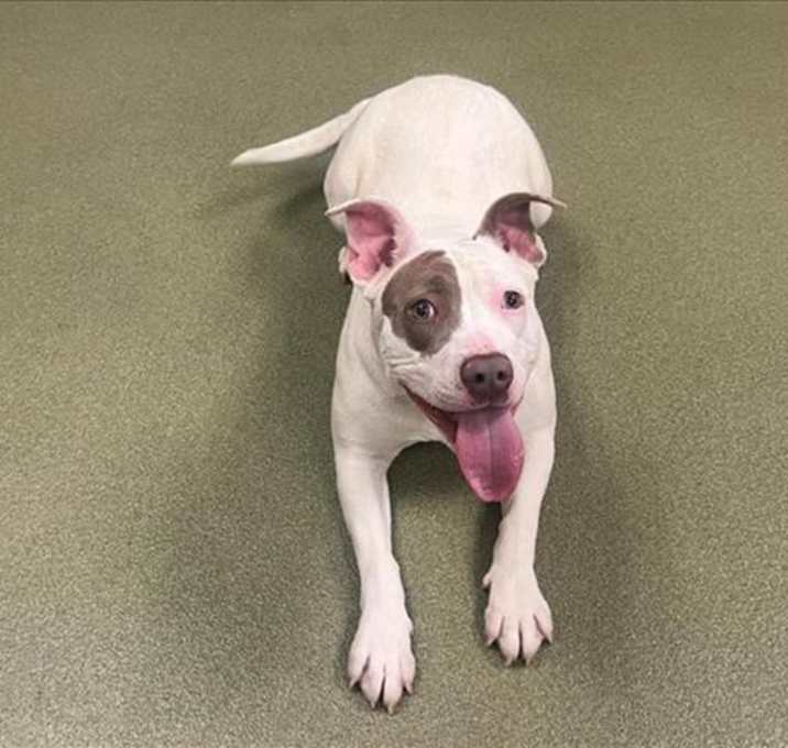 Photo of URGENT! SHELTER IS FULL
