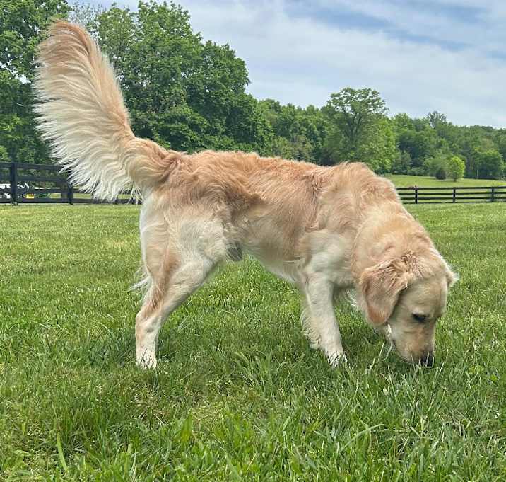 Photo of Buck