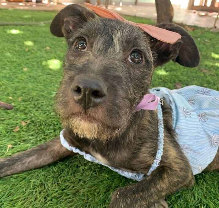 Photo of PERLITA