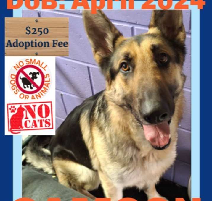 Photo of SAMSON - $250