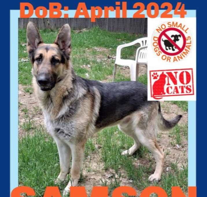 Photo of SAMSON - $250