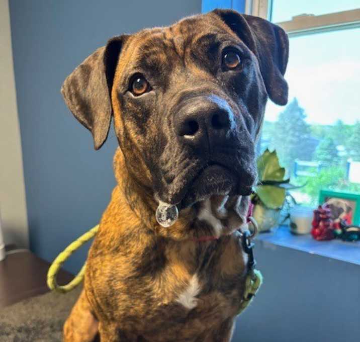 Photo of Tiger
