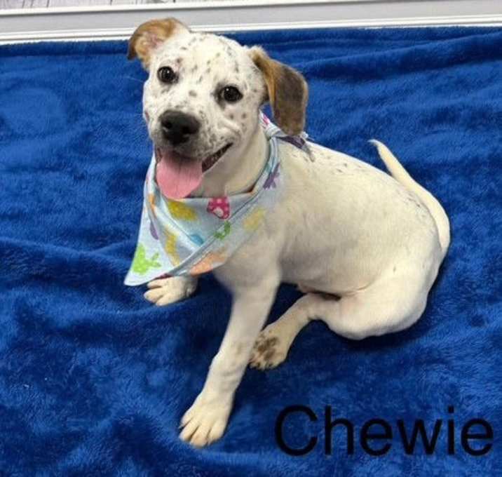 Photo of Chewy