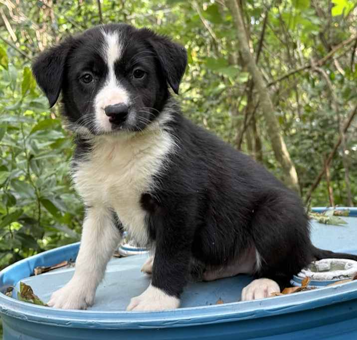 Photo of Boomer
