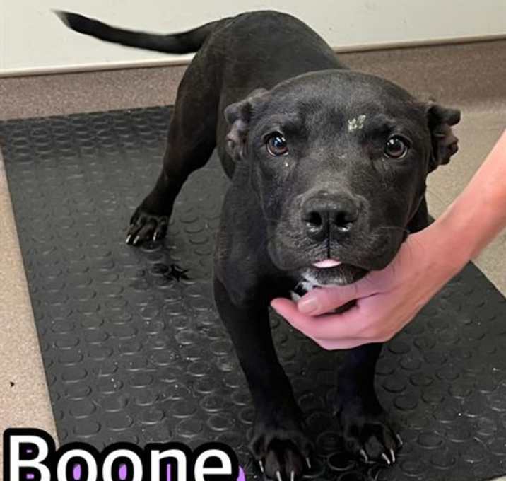 Photo of BOONE
