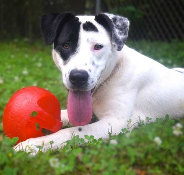 Photo of Polo