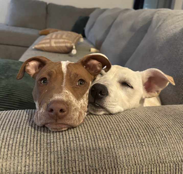 Photo of Copper