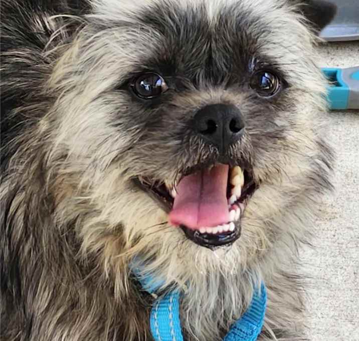 Photo of Grover