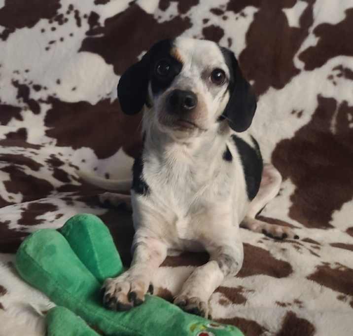 Photo of Delilah