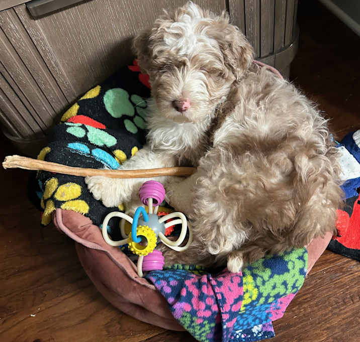 Photo of Finley (TX) adoption pending!
