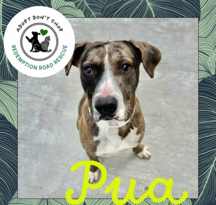 Photo of Pua *FOSTER NEEDED - BLIND*