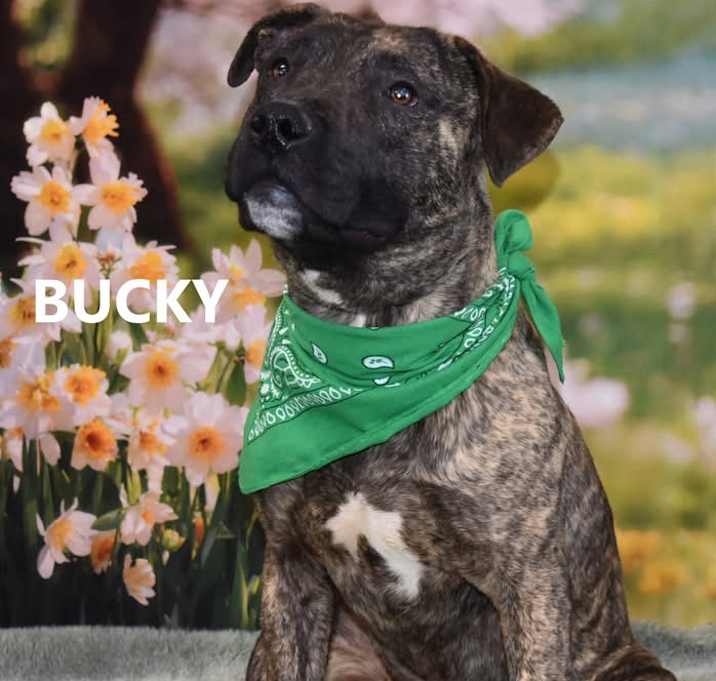 Photo of Bucky