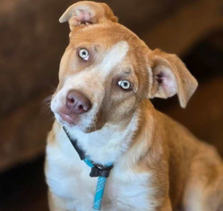 Photo of Maple