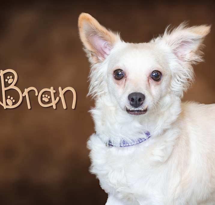 Photo of Bran