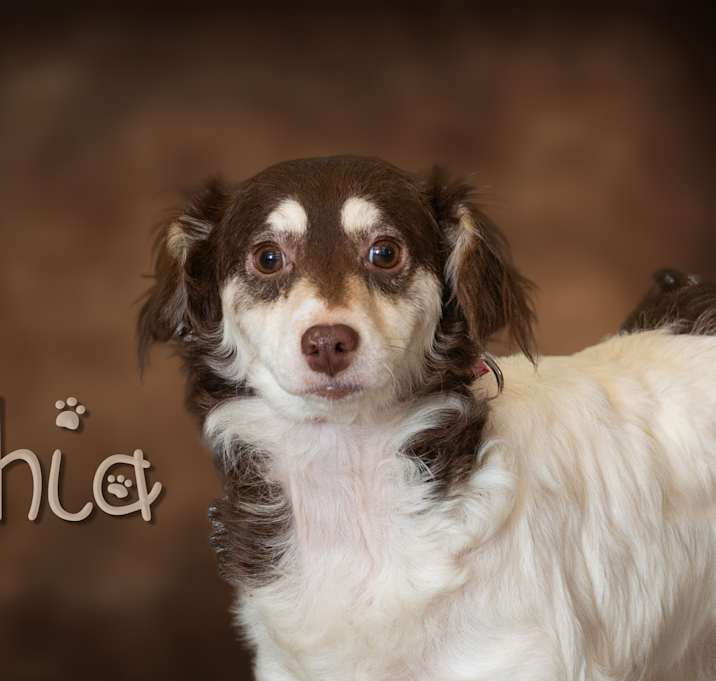 Photo of Chia