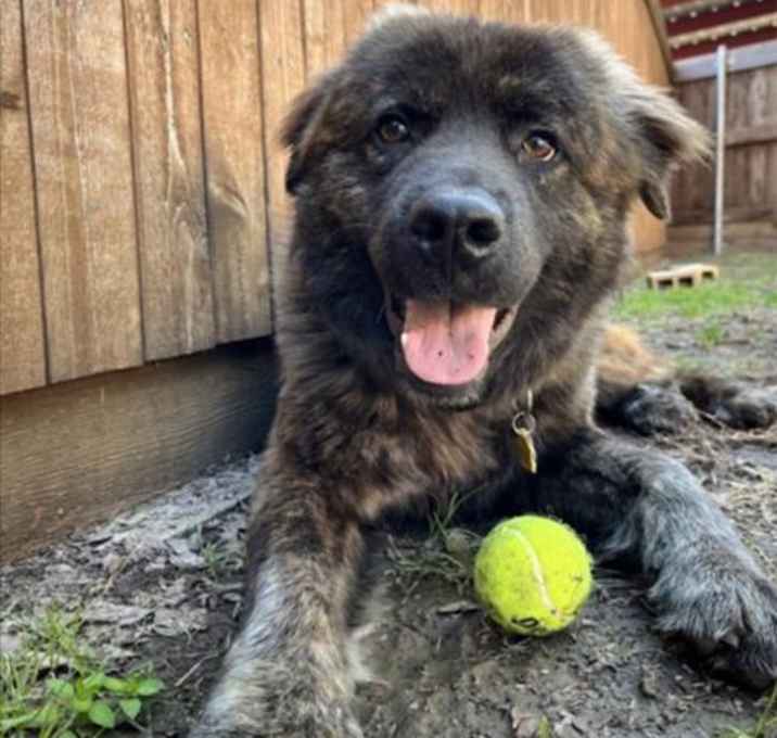 Photo of APOLLO