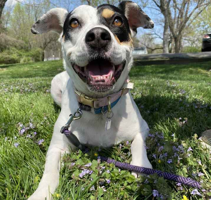 Photo of Magnolia
