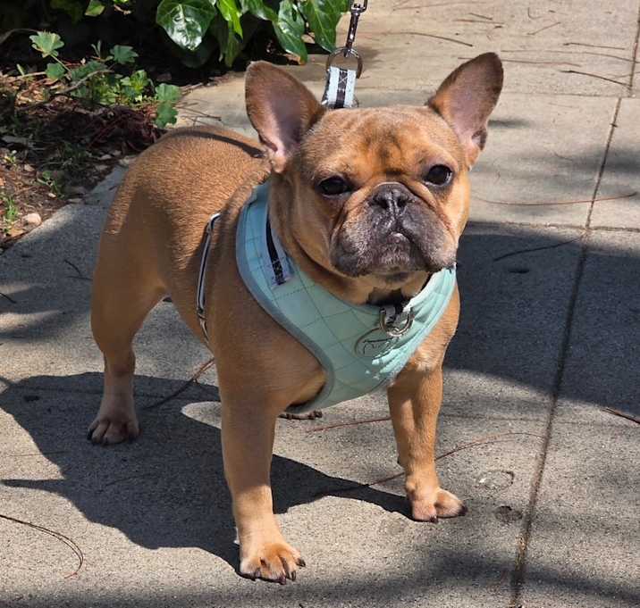 Photo of Nala