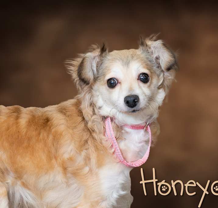 Photo of Honeydew