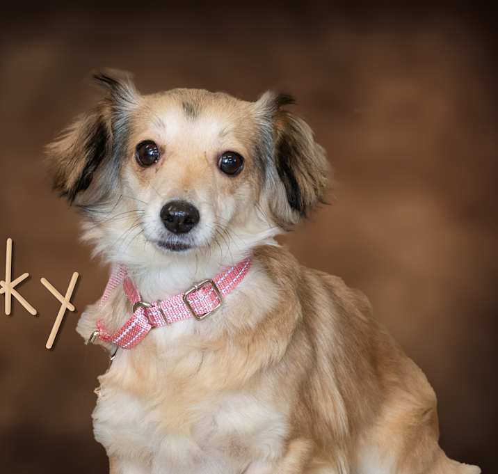Photo of Inky