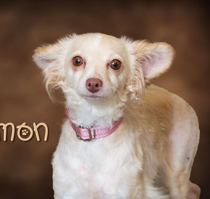 Photo of Lemon