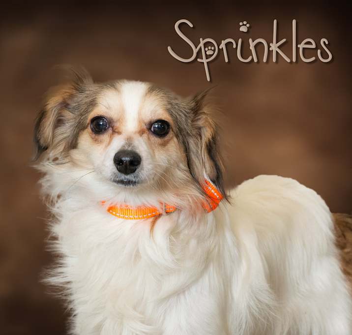 Photo of Sprinkles