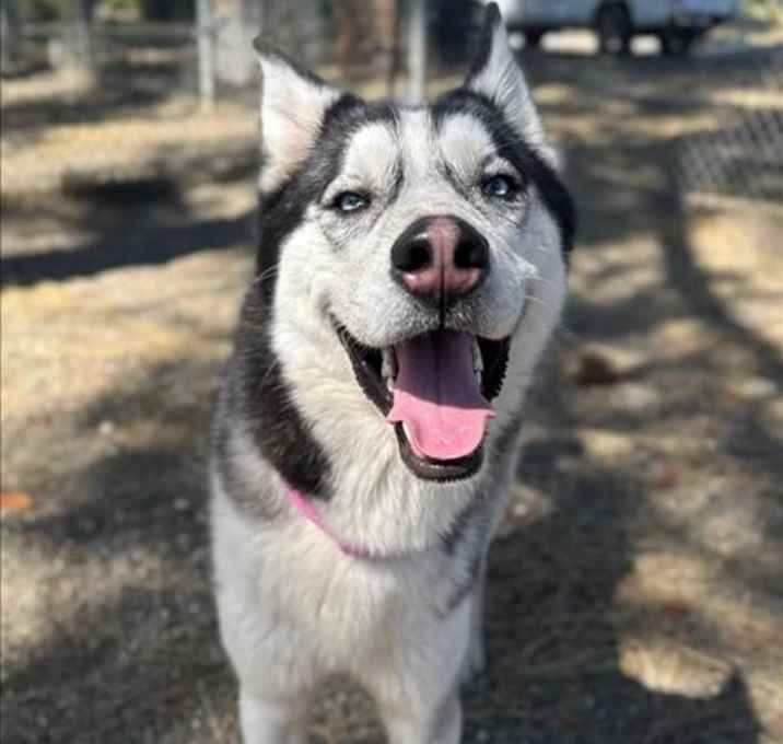 Photo of *BALTO