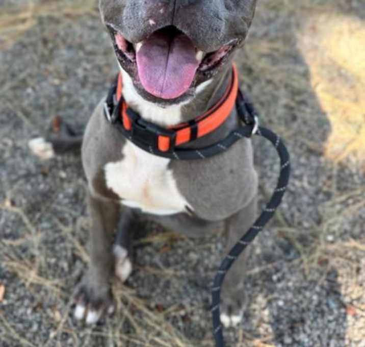 Photo of *DEXTER