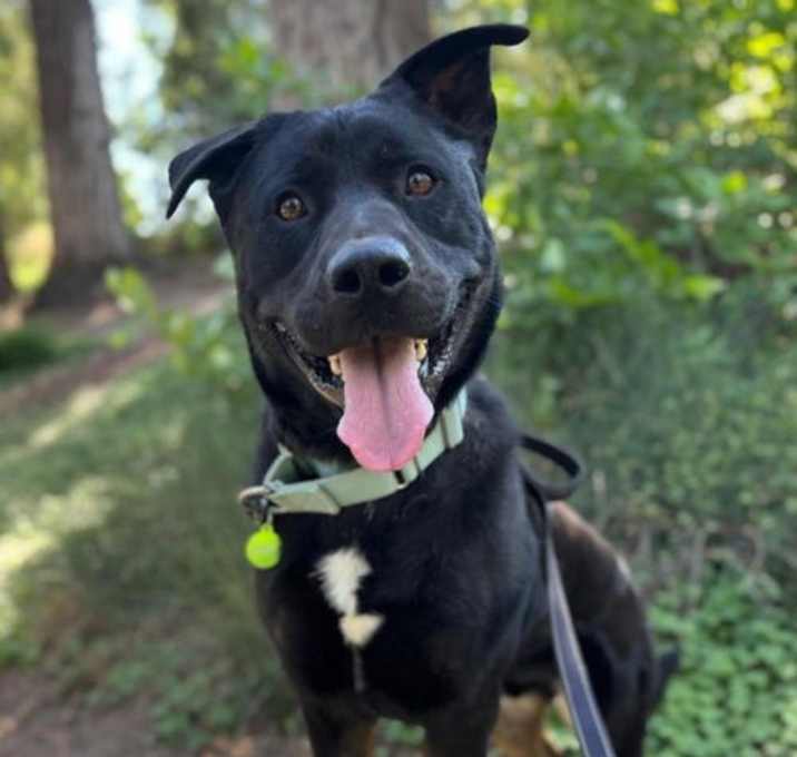 Photo of *ANGUS