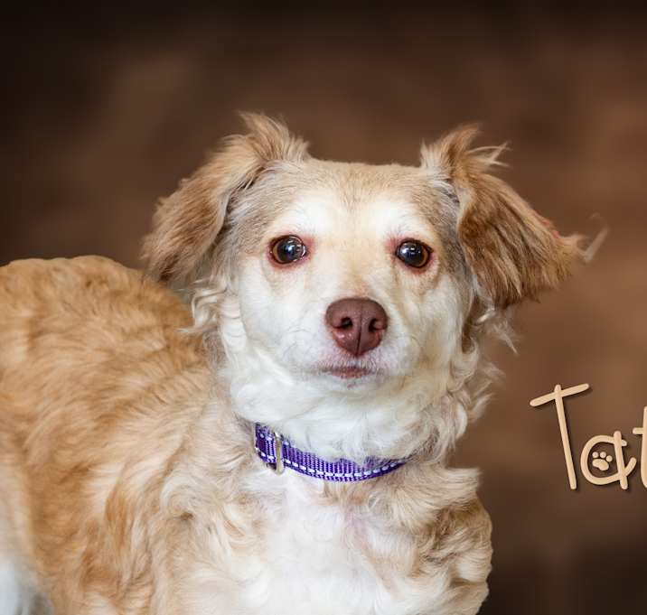 Photo of Tater
