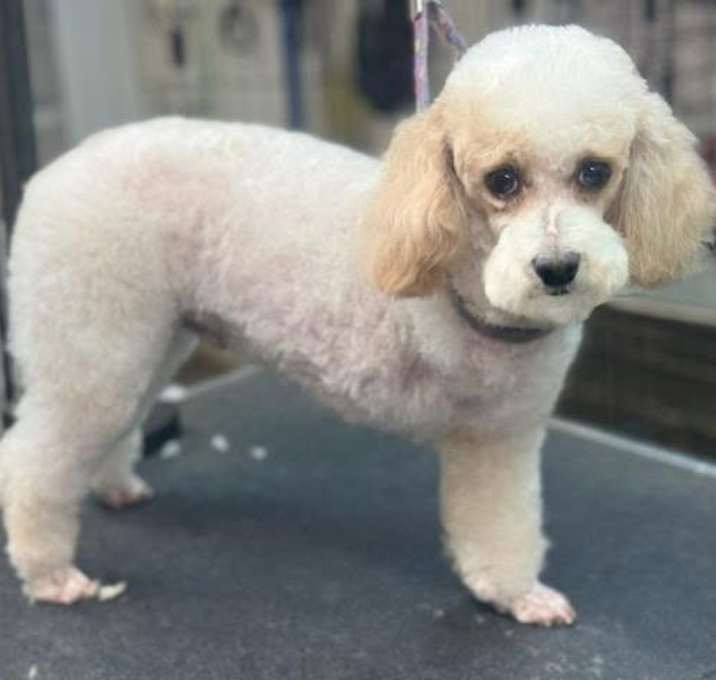 Photo of Buddy