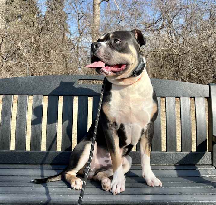 Photo of Romeo