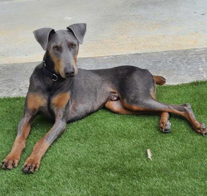 Photo of Doggo