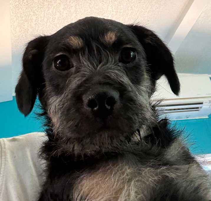 Photo of Waffles