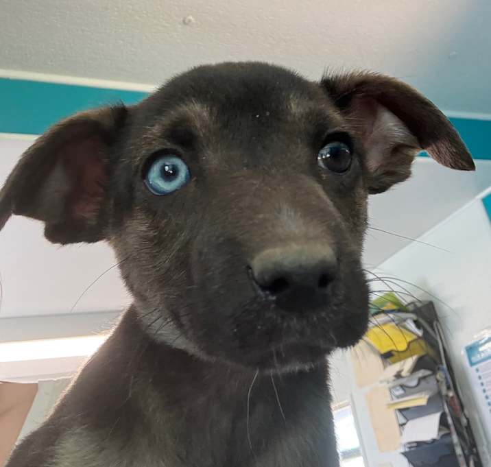 Photo of Dante