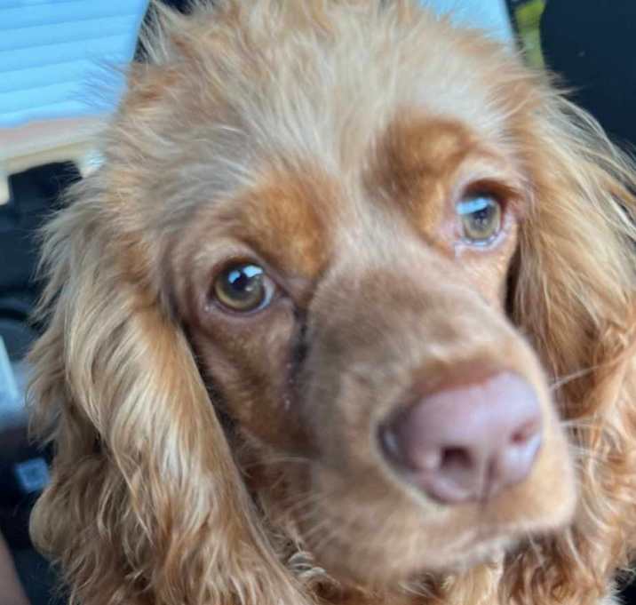 Photo of Luna