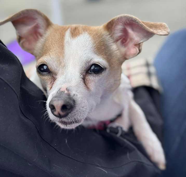 Photo of Cupcake