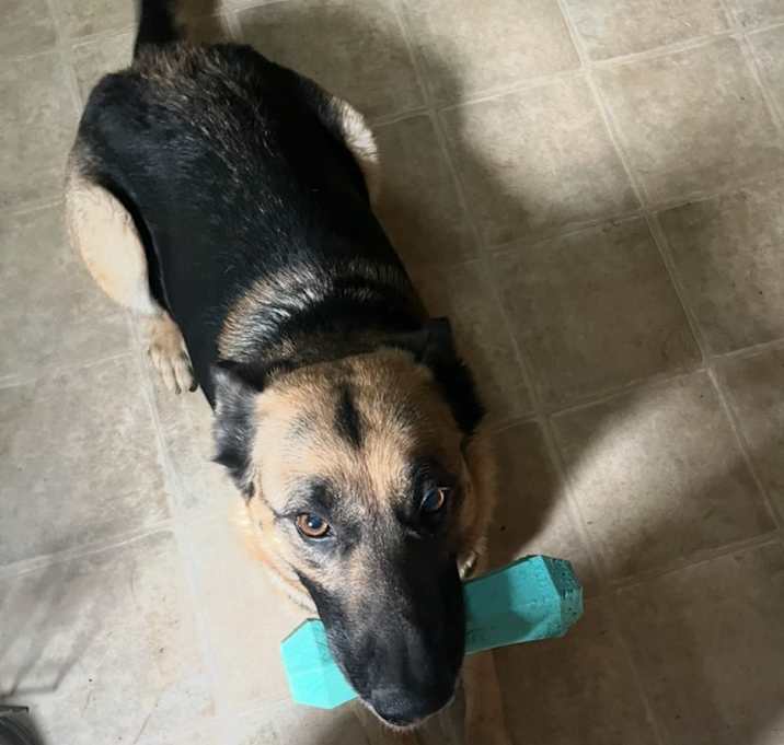 Photo of Mango