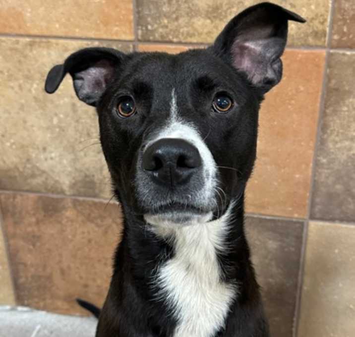 Photo of Domino
