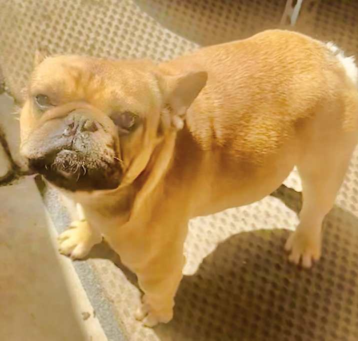 Photo of BUCK