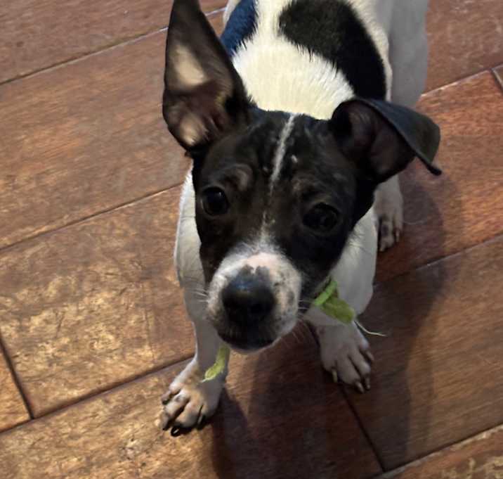 Photo of Biscuit