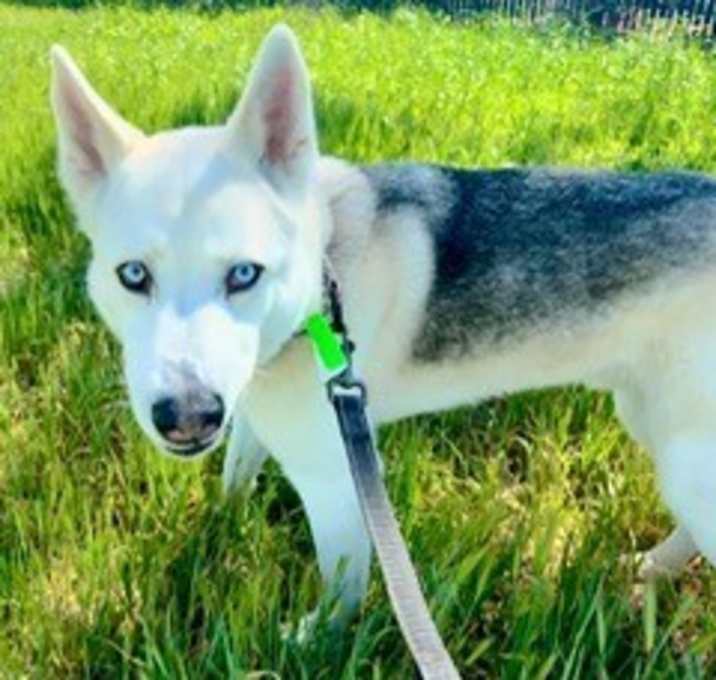 Photo of Koda