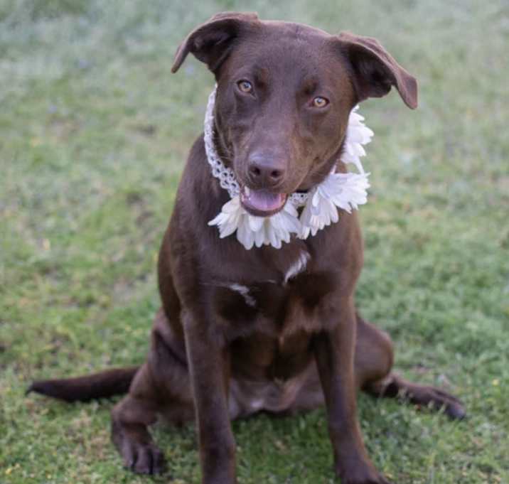 Photo of Bailey