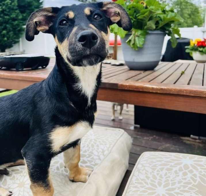 Photo of Lil Dipper
