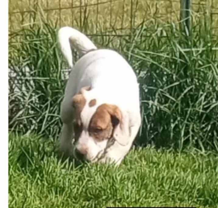 Photo of Cane (Snickers Mini’s)