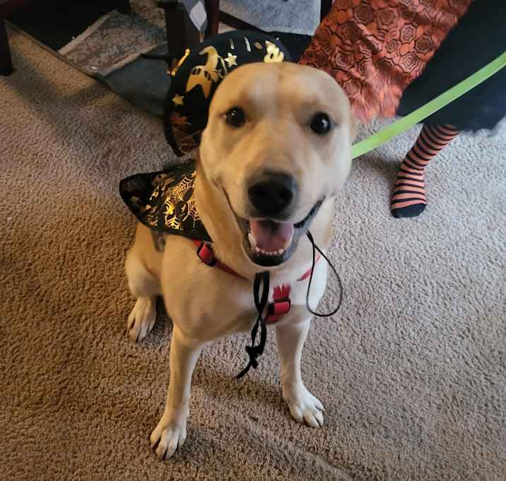 Photo of Cooper